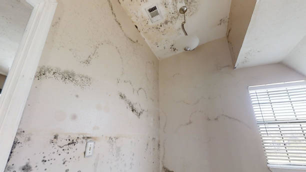 Best Crawl Space Mold Remediation  in Sloan, IA