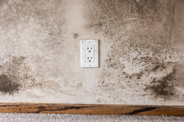 Best Residential Mold Inspection & Testing  in Sloan, IA