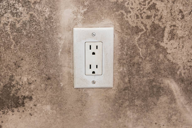 Best Basement Mold Removal  in Sloan, IA