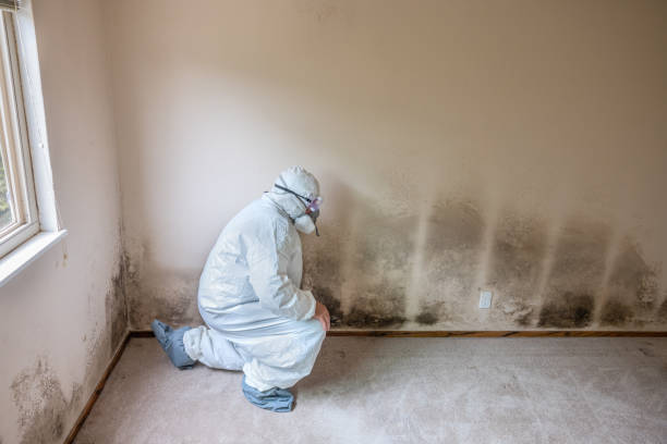 Professional Mold Removal in Sloan, IA
